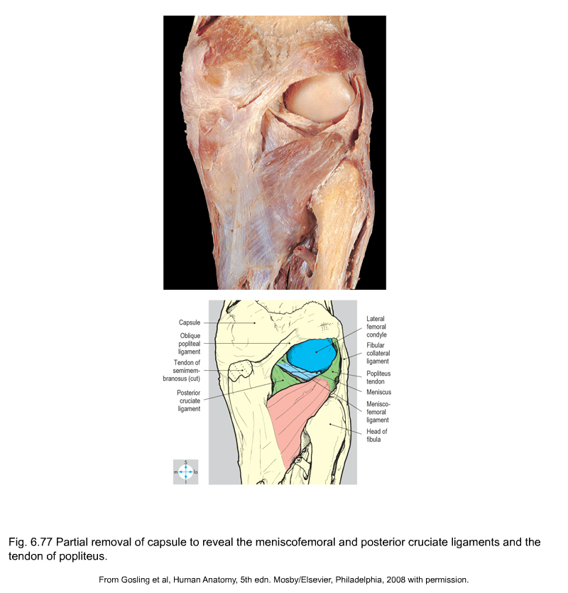 gosling_anatomy_pdf_