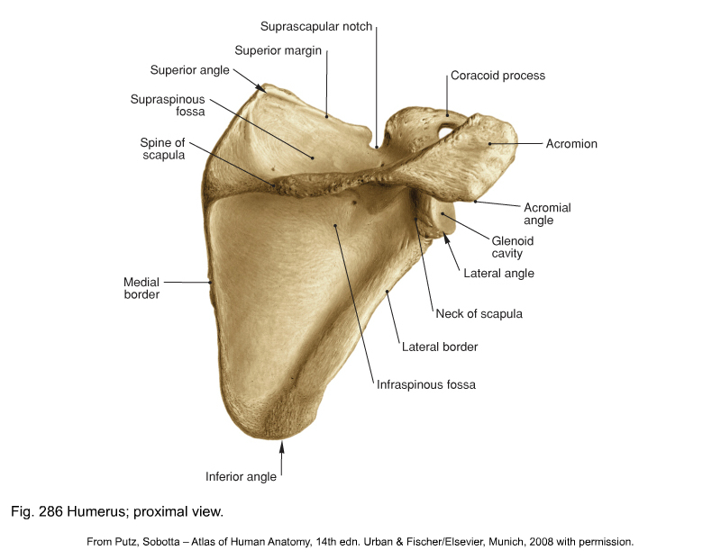 What muscles attach to the coracoid process?