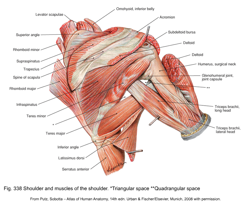 anatomy of the human shoulder muscles