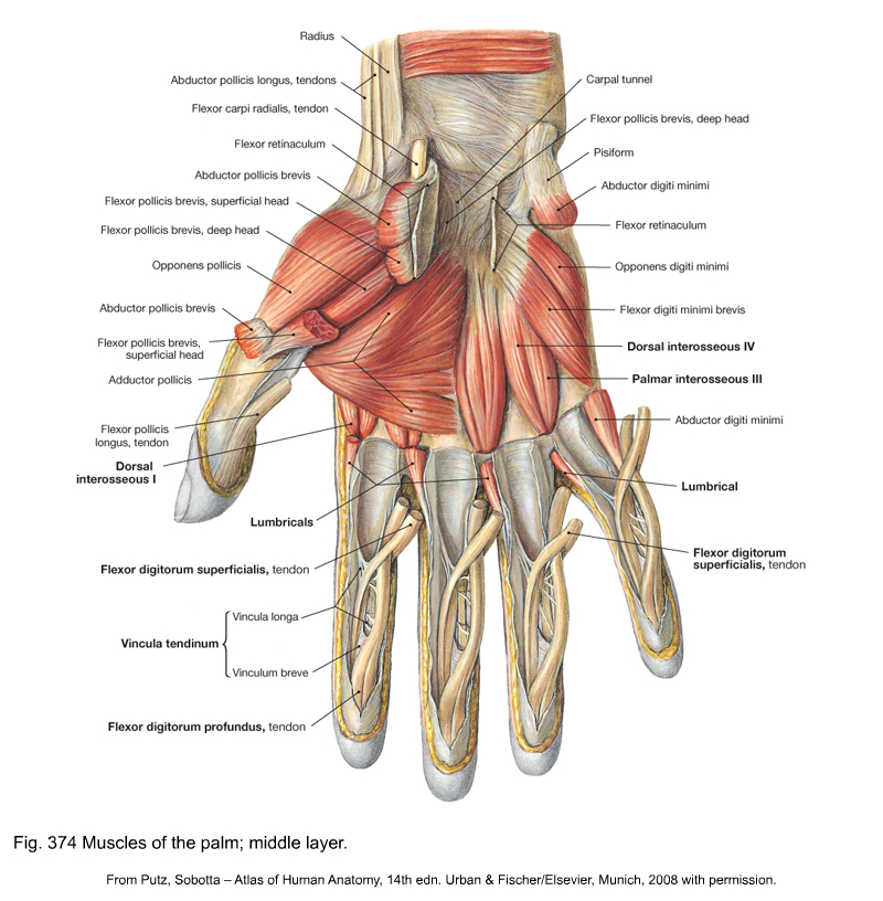 gosling_anatomy_pdf_