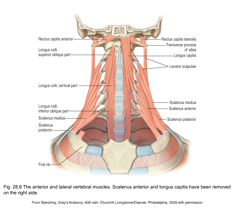 Neck, Vertebrae, Muscles, Nerves