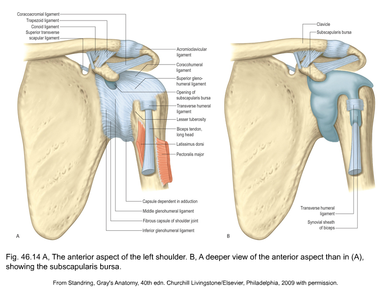anatomy of the shoulder girdle