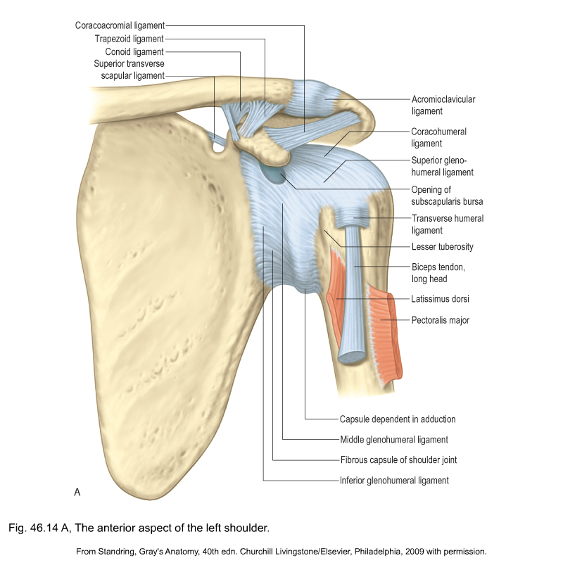 Applied anatomy of the shoulder