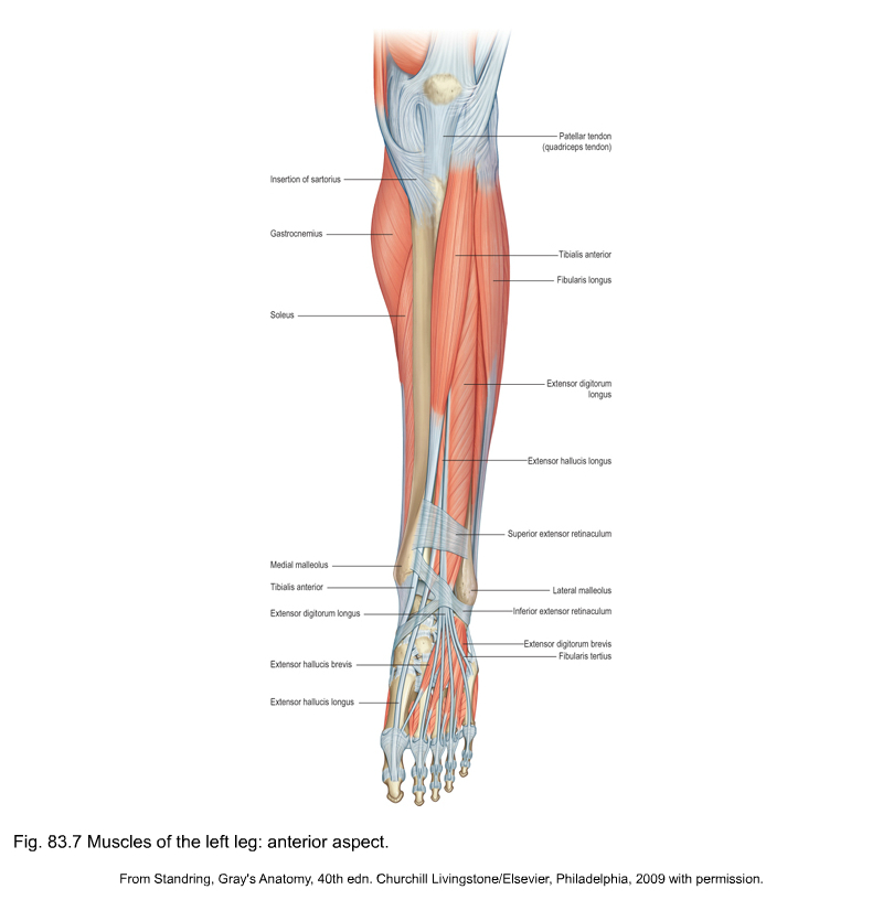 Muscles of the lower leg and foot, Human Anatomy and Physiology Lab (BSB  141)